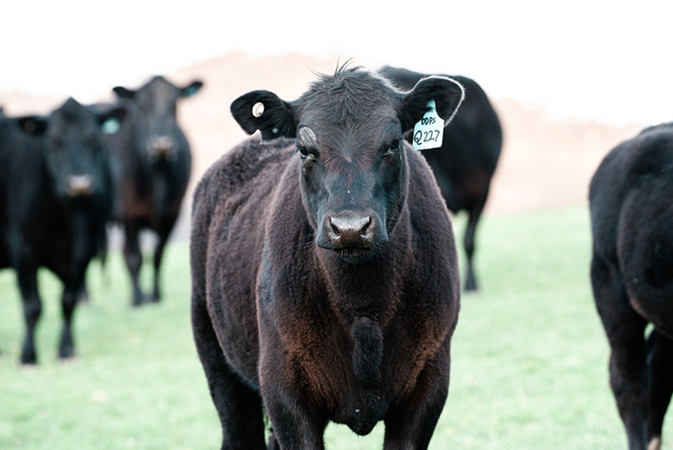 Aberdeen Angus