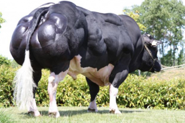 Belgian Blue