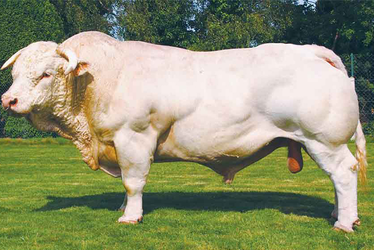 Charolais cattle